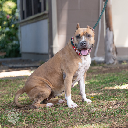 Pua, an adoptable Terrier, Mixed Breed in Honolulu, HI, 96826 | Photo Image 3