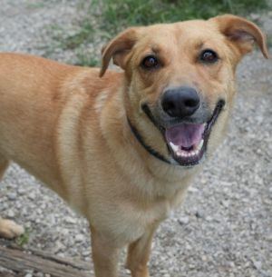 Sandy Dee, Adult Female Shepherd