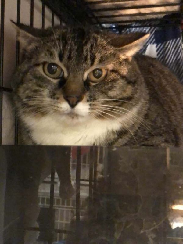 Pet Image