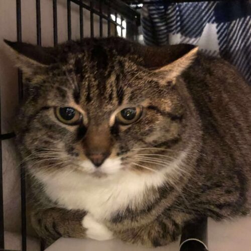 Traveler, an adoptable Domestic Short Hair in Dillon, MT, 59725 | Photo Image 2
