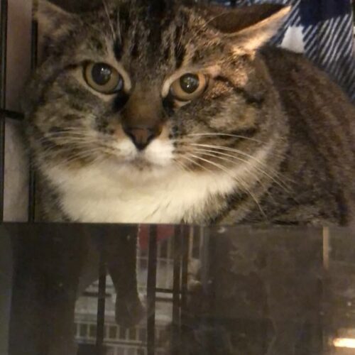 Traveler, an adoptable Domestic Short Hair in Dillon, MT, 59725 | Photo Image 3