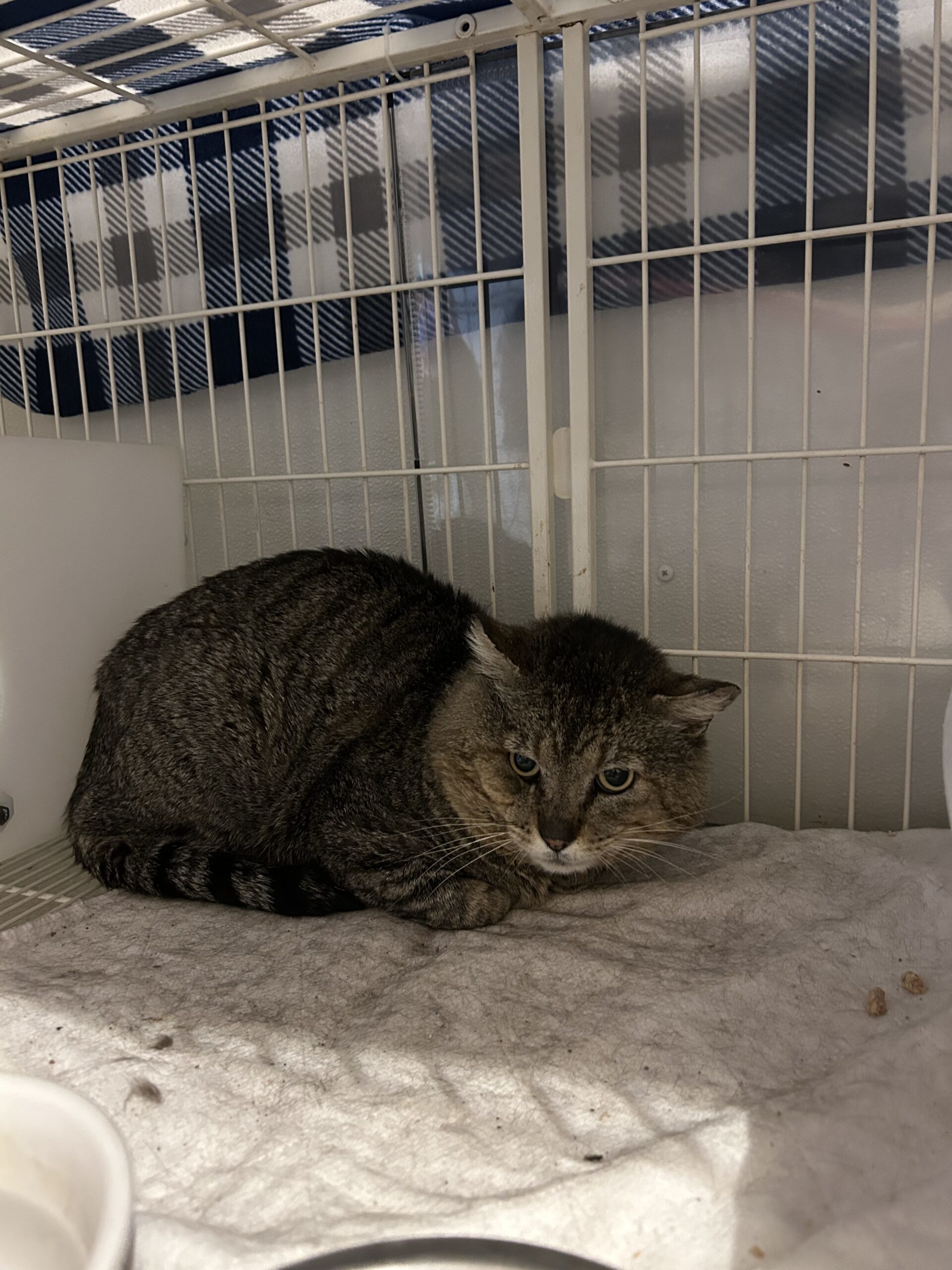 Rebel, an adoptable Domestic Short Hair in Dillon, MT, 59725 | Photo Image 1
