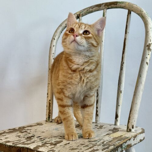 Pork Chop, an adoptable Domestic Short Hair in Dillon, MT, 59725 | Photo Image 2