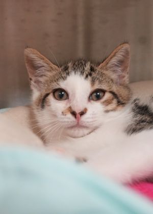 Hail is a shy kitten whos still learning how to be comfortable around people Born outside during h