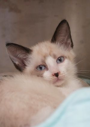 Sleet is a soft quiet little one whos been through a lot and needs time to trust Hes not the