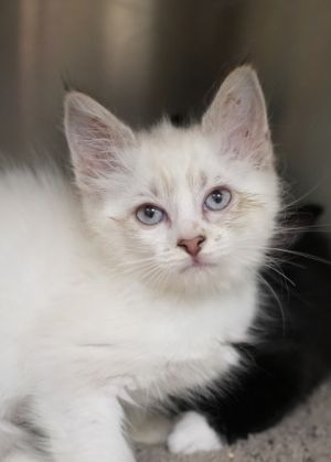 Blizzard is a shy observant kitten whos still adjusting to life indoors She needs a low-stress en