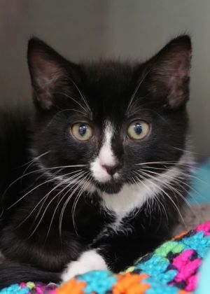 Dont let the name fool you-Tornado is more of a quiet breeze than a storm Hes timid and unsure b