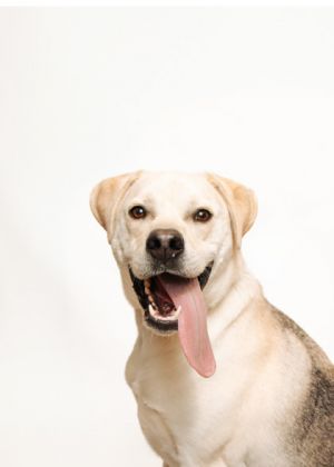 Hi My name is Matthew I am a super sweet guy with tons of energy I have been great with