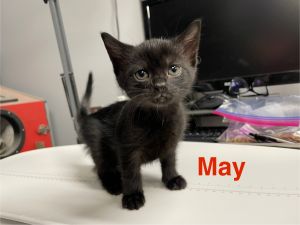 May, Baby Female Domestic Short Hair
