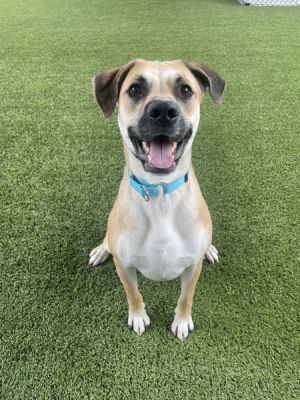 Gazpacho, Adult Male Labrador Retriever