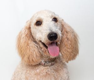 Primary Color Cream Secondary Color Apricot Weight 47lbs Age 1yrs 0mths 0wks Animal has been Spa
