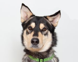 Hi Im Scotty a 2-year-old male Siberian Husky Some nice people just brought me here from LA an