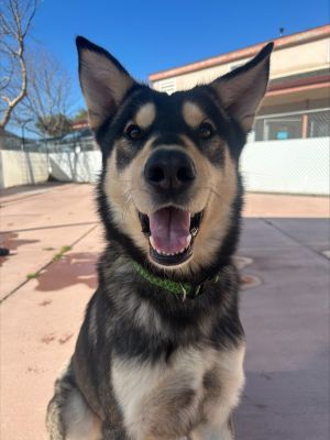 Hi Im Scotty a 2-year-old male Siberian Husky Some nice people just brought me here from LA an