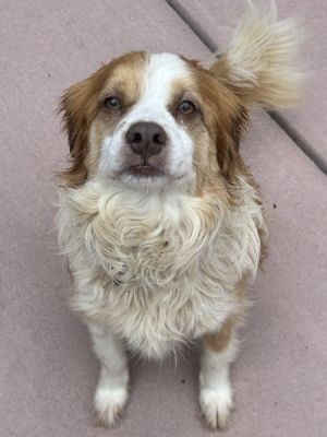 Scout Spaniel Dog