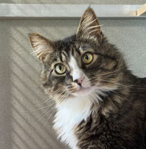 Primary Color Brown Tabbywhite Weight 125lbs Age 2yrs 0mths 0wks Animal has been Spayed