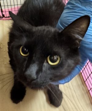 Primary Color Black Weight 78lbs Animal has been Neutered