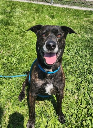 Primary Color Black Brindle Weight 58lbs