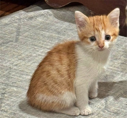 Oscar