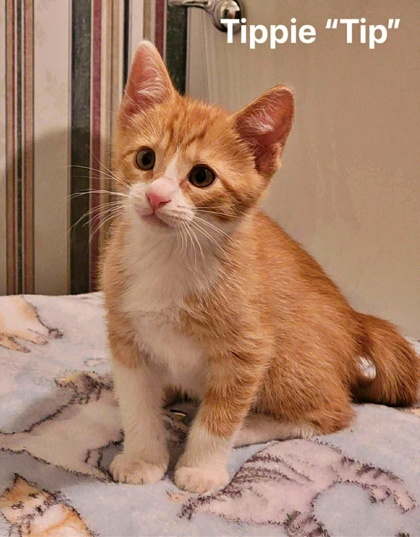 Tippie