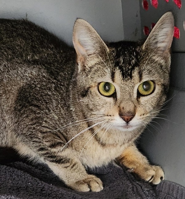 Zena