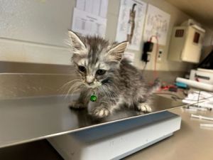 Choco Taco, Baby Male Domestic Short Hair