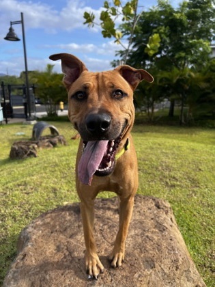 Hugger, an adoptable Rhodesian Ridgeback, Mixed Breed in Honolulu, HI, 96826 | Photo Image 1