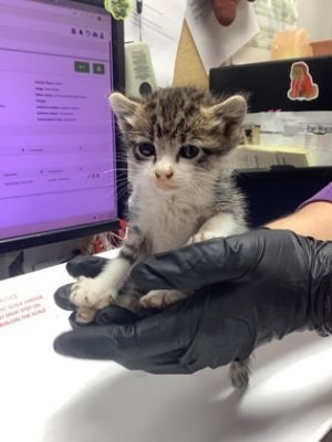Uncle Baby Billy, Adult Male Domestic Short Hair