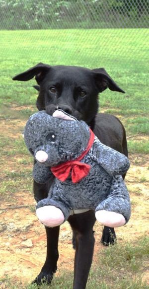 Meet Bagheera-our sensitive soulful snugglebug with a heart as big as his toy collection Bagheera 