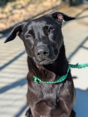 Bagheera is a sweet soulful pup who always knows when you need a cuddle-and hell bring his favorit