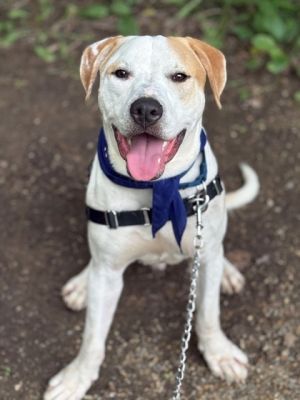 Stouffers, Young Male Pit Bull Terrier