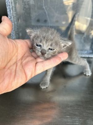 58626383, Adult Female Domestic Medium Hair
