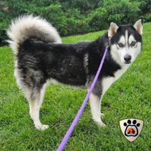 Lobo, Adult Male Husky