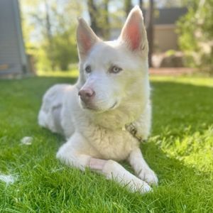 Yale+, Adult Male Husky