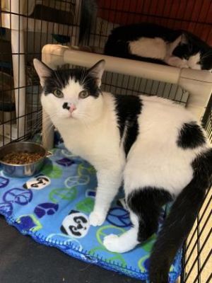Ed, Senior Male Domestic Short Hair