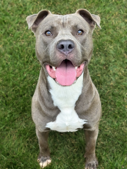 Brutus