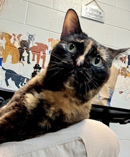 Cleo