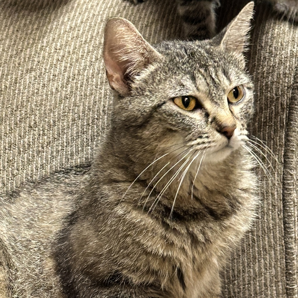 Sweet Pea