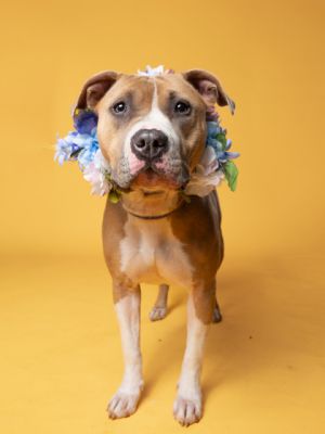 Princess Tiabeanie Pit Bull Terrier Dog