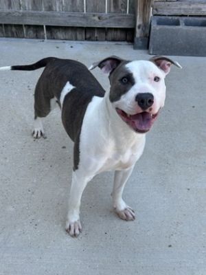 Hi Im Arya Im a bundle of joy full of goofiness and playful energy I love running around and p
