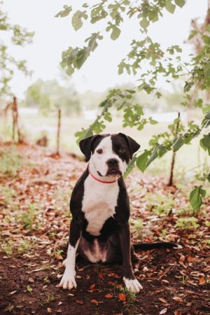 83162a Missy, Adult Female American Staffordshire Terrier