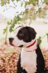83162a Missy photo 2