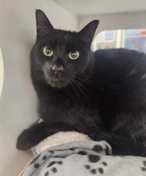 Thomas Jefferson, Adult Male Domestic Short Hair