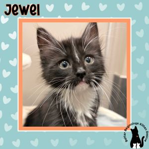 Jewel, Baby Female unknown