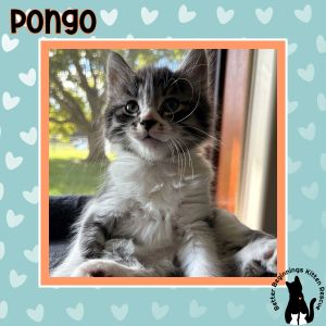 Pongo, Baby Male unknown
