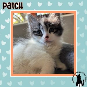 Patch, Baby Male unknown