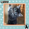Lucky photo 1