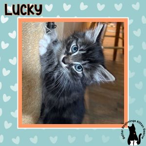 Lucky, Baby Male Domestic Short Hair