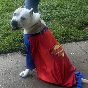 Boyfriend, Senior Male American Staffordshire Terrier