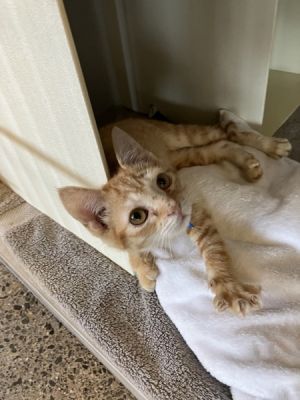 Garfield