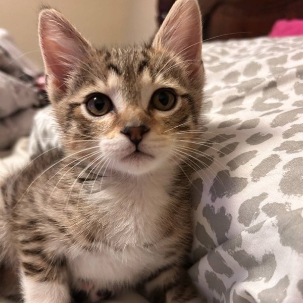 Meowzart